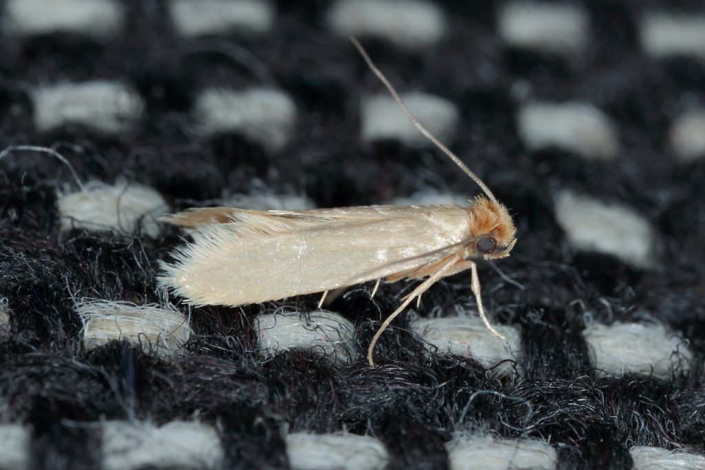 Moths Pest Control