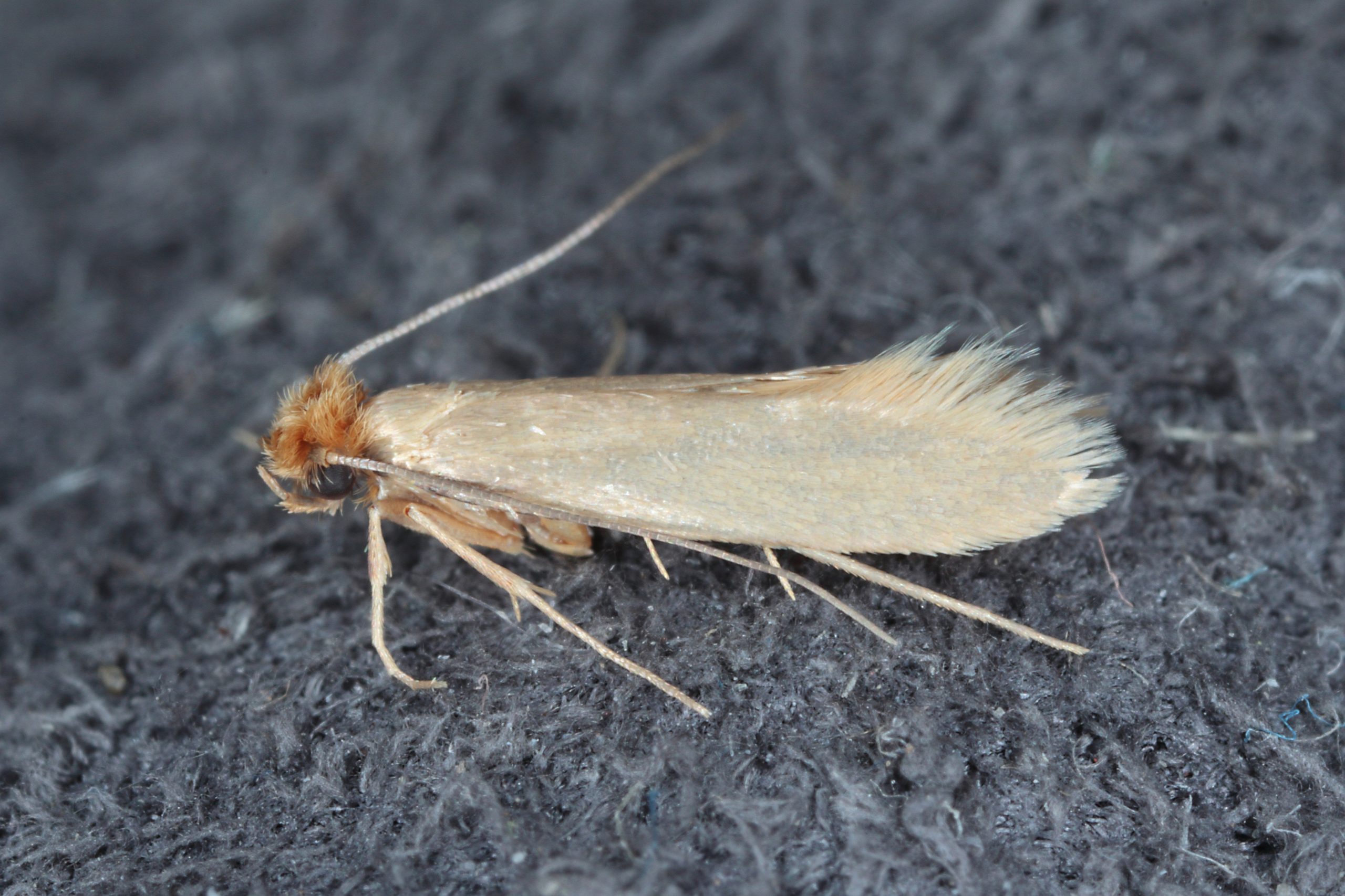 Moths Pest Control